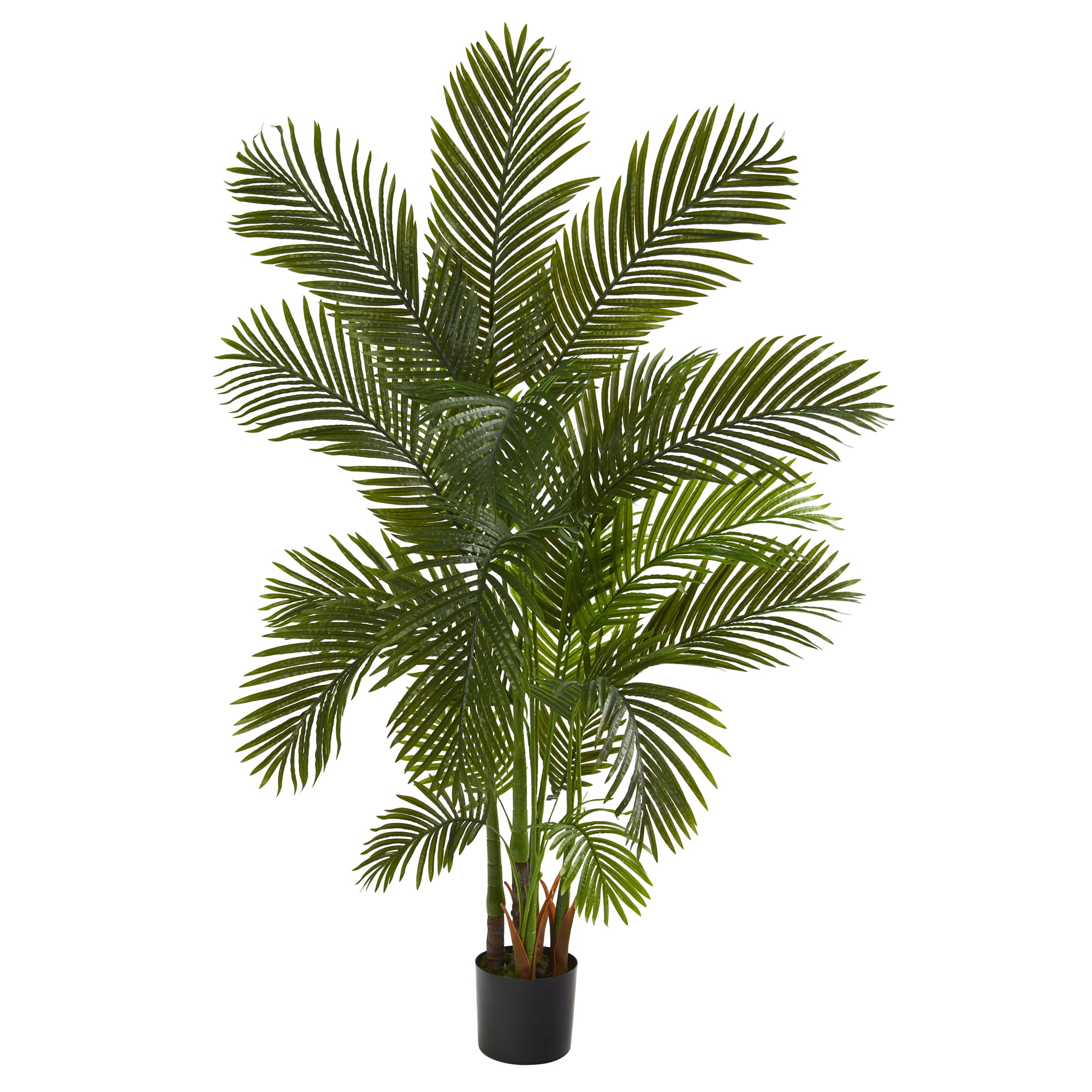 Tropical Summer 6' Lush Areca Palm in Nursery Planter