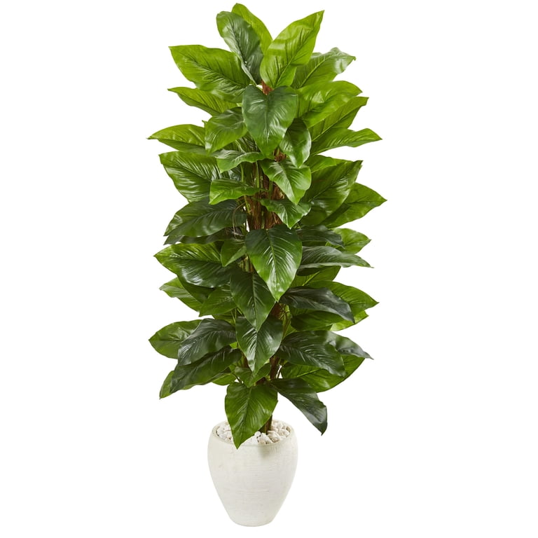 boncel snake plant Snake Plant ‘Cylindrica Patula Boncel’ (sansevieria) main image 0