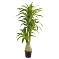 thumbnail image 1 of Nearly Natural Dracaena Artificial Plant, 1 of 1