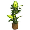 thumbnail image 1 of Nearly Natural Green 42" Golden Dieffenbachia with Basket Silk Plant, 1 of 2