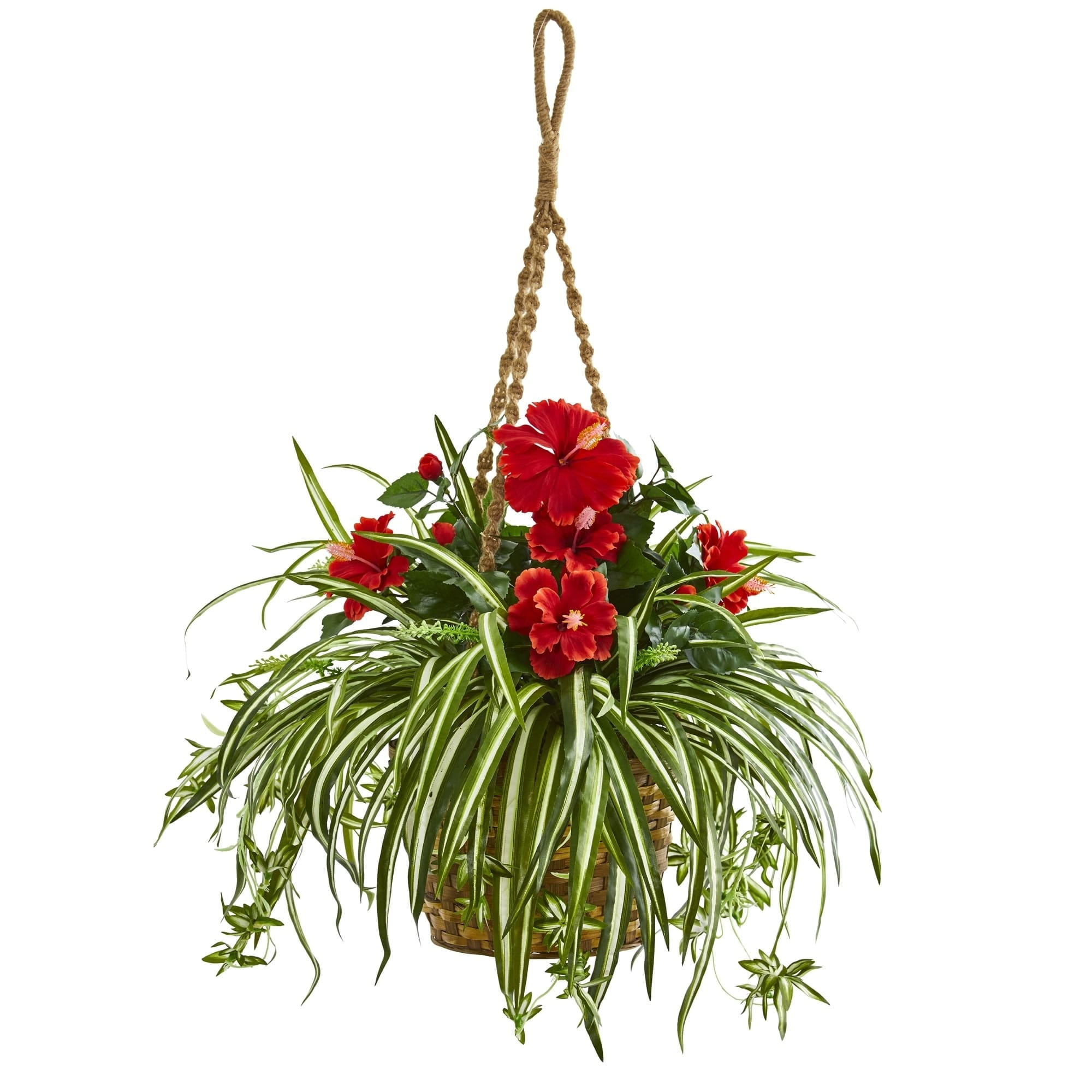 Red Hibiscus and Variegated Spider Plant Hanging Basket