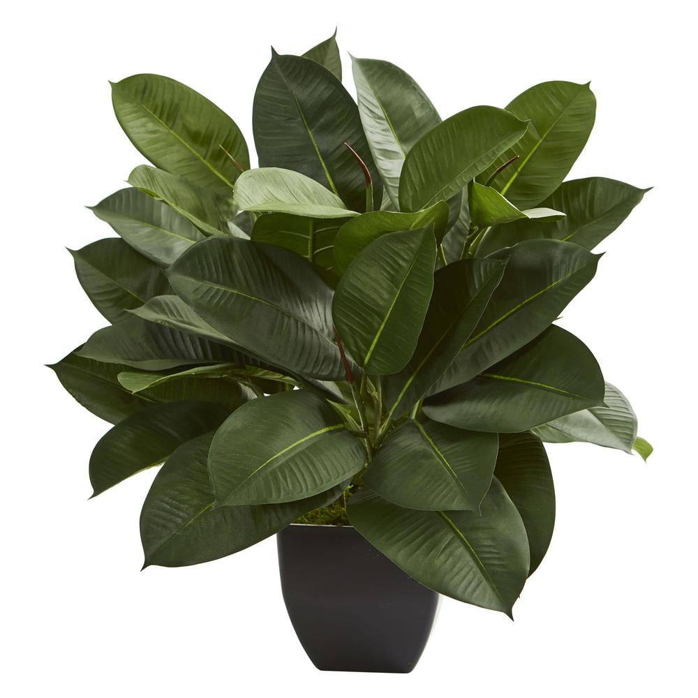 23" Dark Green Silk Oak Ficus Plant in Black Pot
