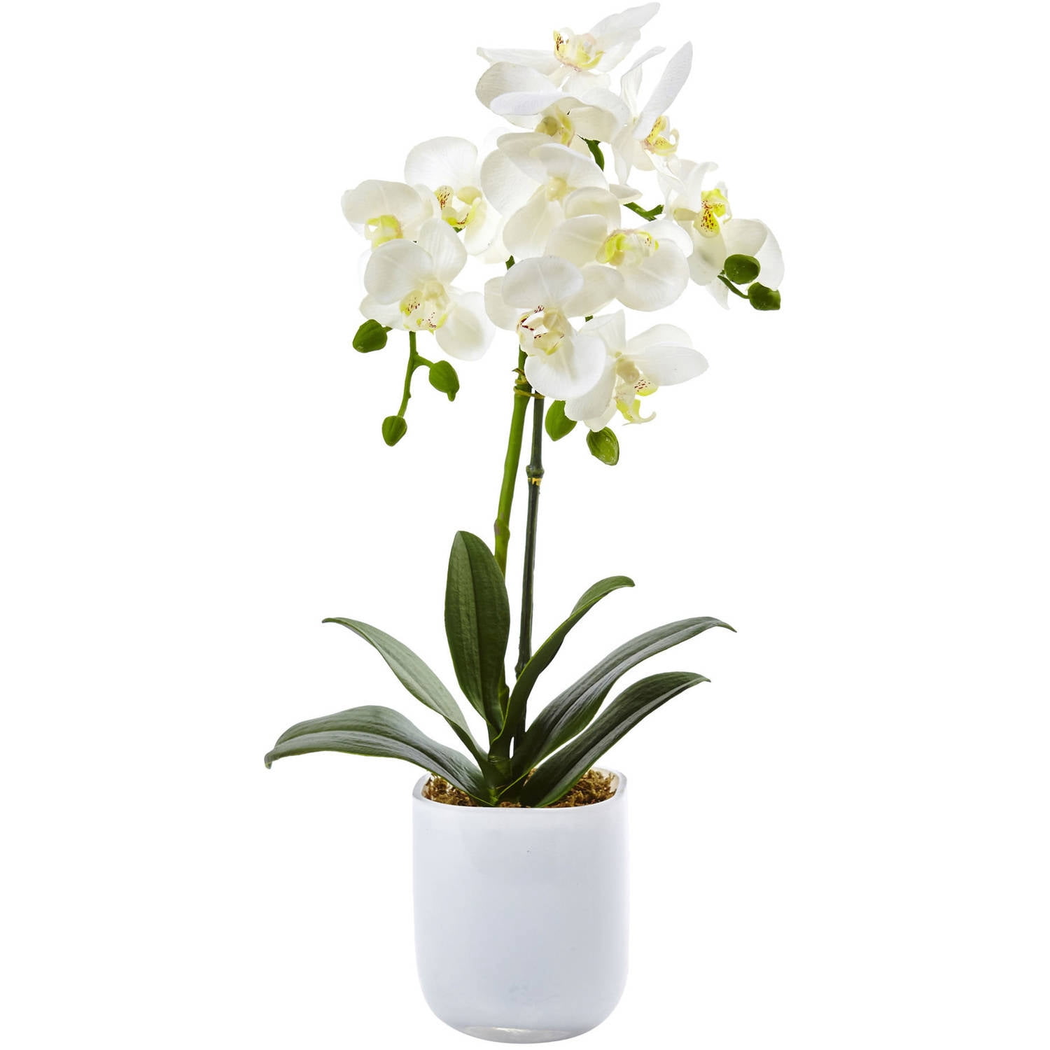 Nearly Natural Phalaenopsis in Frosted Glass
