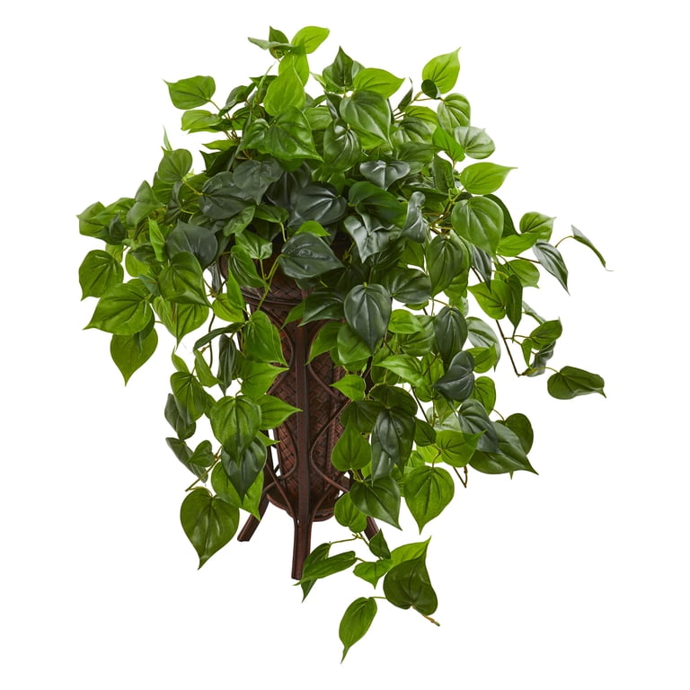 basic philodendron Explore Our Philodendron Gloriosum