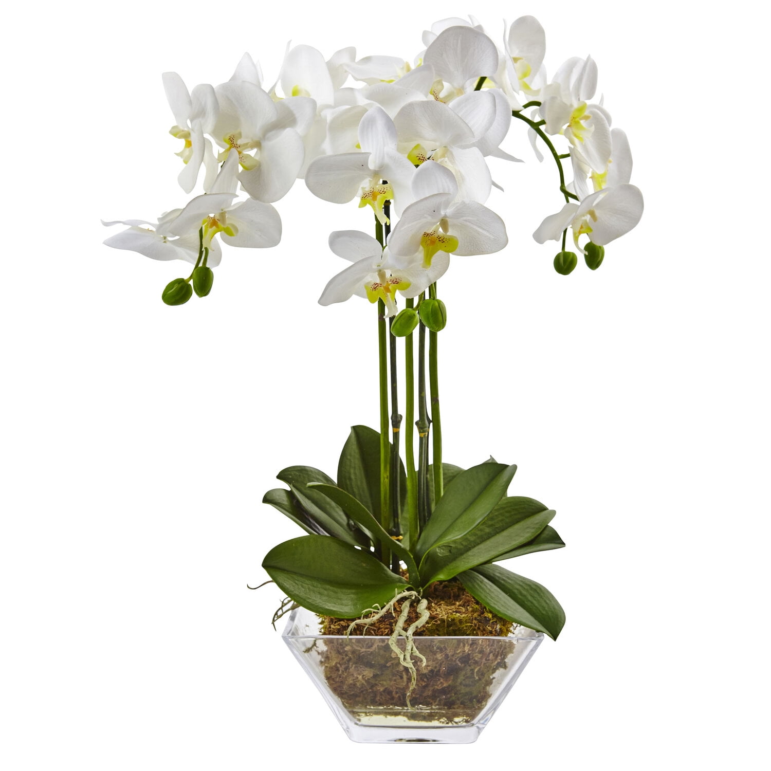 Elegant Triple Phalaenopsis Orchid in Clear Glass Vase - 24" White