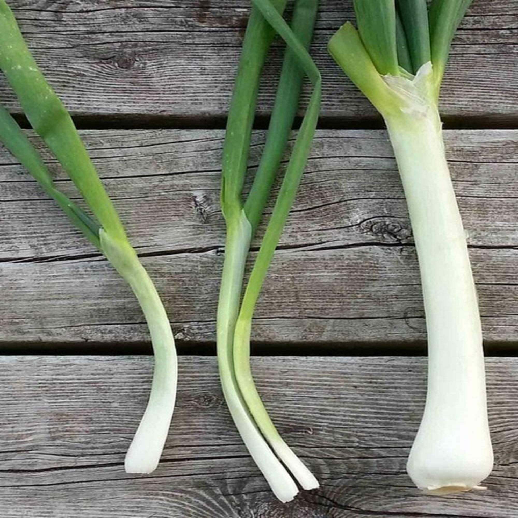 Nebuka Evergreen Bunching Onion DHF10 Seeds 100+ Count Seed Pack