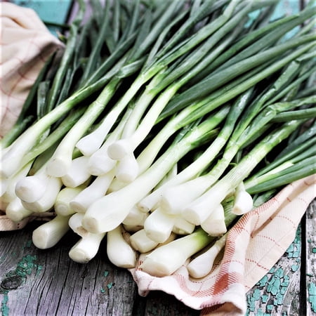 Nebuka Evergreen Bunching Onion Seeds - 100 Count Seed Pack - Non GMO - A Splitting Type Onion with Long, Slender White stalks That Grow in Tight Clusters.