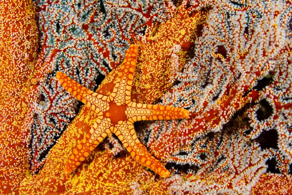 Necklace Seastar (Fromia Monilis) On Gorgonian Coral Indonesia Canvas Art - Dave Fleetham Design Pics (34 x 22)