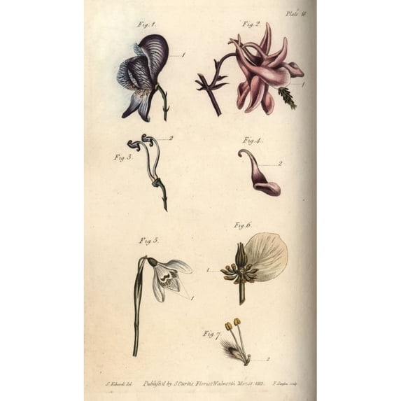 Nectarium Of The Aconite 1, 3, Columbine 2A Poster Print By ® Florilegius Mary Evans (18 X 24)