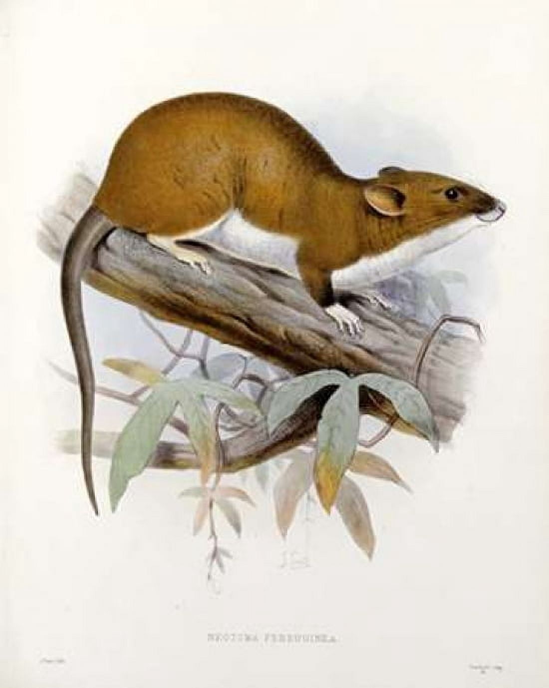 Nectoma Ferruginea Canvas Art - JG Keulemans (20 x 24)