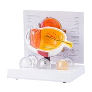 Necvior Human Eye Anatomy Model Anatomical Pathological Eyeball Model Teaching Tool