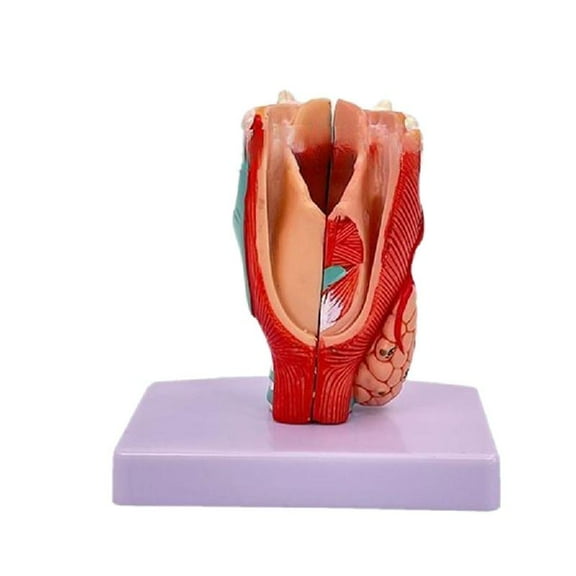Necvior Human Larynx Anatomy Model, Life Size Anatomical Larynx Model Detachable Human Throat Model Anatomy for Diseases Study