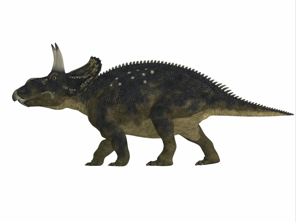 Nedoceratops dinosaur side view Canvas Art - Corey FordStocktrek Images (16 x 12)