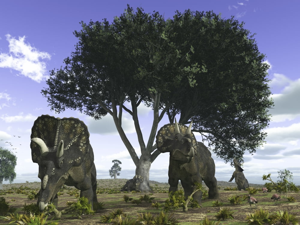 Nedoceratops graze beneath a giant Oak Tree Canvas Art - Walter MyersStocktrek Images (33 x 25)