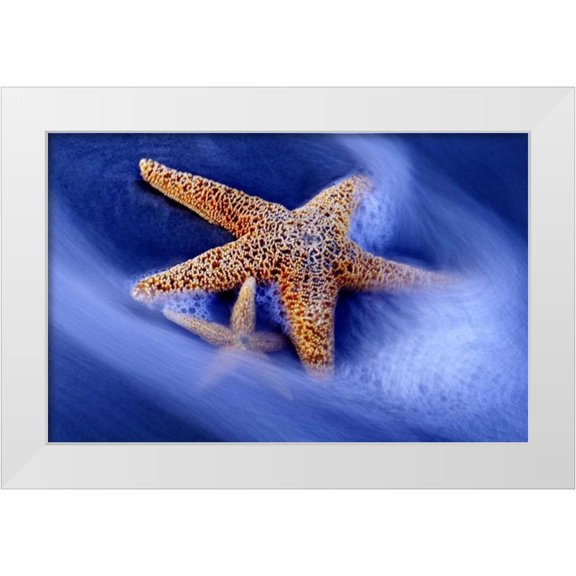 Needle, Charles 18x13 White Modern Wood Framed Museum Art Print Titled - SC, Hilton Head Island Two starfish on beach