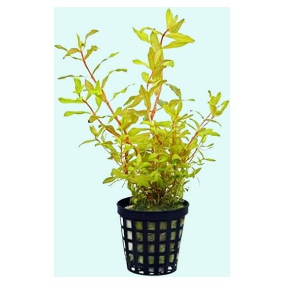 Needle Leaf Ludwigia Arcuata Bunch In Pot Live Aquarium Plants BUY2 GET1 FREE