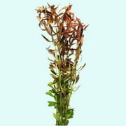 Needle Leaf Ludwigia Arcuata Bunch Live Aquarium Plants BUY2 GET1 FREE