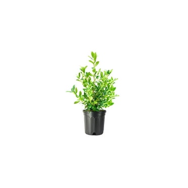 Needlepoint Chinese Holly I 2 Large Gallon Size Plants I Live Evergreen Shrub with Unique Needle-Like Leaves for Hedging, Privacy, and Landscaping