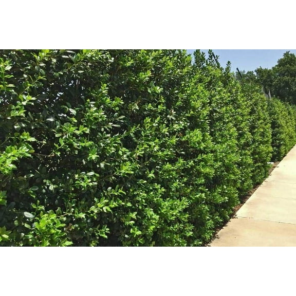 Needlepoint Chinese Holly - Ilex Cornuta - 1 Live Quart Size Plant - Low Maintenance Screening Evergreen Hedge