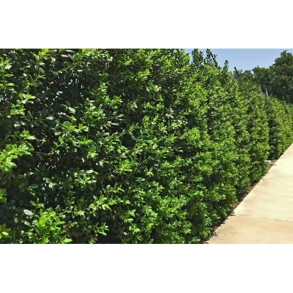 Needlepoint Chinese Holly - Ilex Cornuta - 3 Live Quart Size Plants - Low Maintenance Screening Evergreen Hedge
