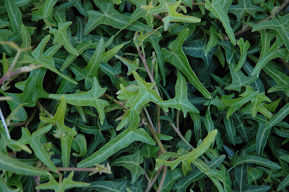 Needlepoint English Ivy Hedera 4" Pot Easy to Grow, Indoors or