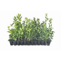 Needlepoint Holly | 10 Live Plants | Ilex Cornuta | Fast Growing Evergreen Shrub, Low Maintenance Garden Plant, Privacy Hedge, Ornamental Foliage, Drought Tolerant Landscape Plant