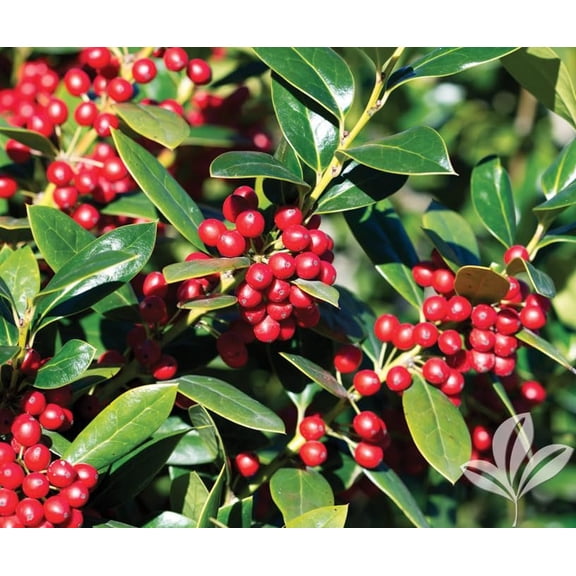 Needlepoint Holly 2 Extra Large 3 Gallon Plants Ilex cornuta 'Needlepoint' Lush Decorative Shrub Perfect for Outdoor Landscaping