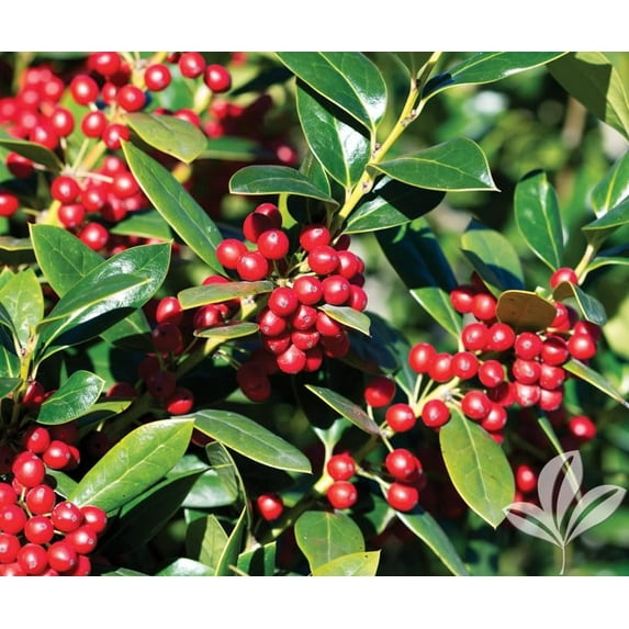 Needlepoint Holly  3 Extra Large 3 Gallon Plants  Ilex cornuta 'Needlepoint'  Lush Decorative Shrub  Perfect for Outdoor Landscaping