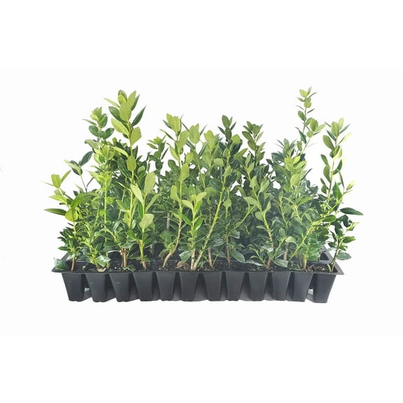 Needlepoint Holly | 3 Live Plants | Ilex Cornuta | Fast Growing Evergreen Shrub, Low Maintenance Garden Plant, Privacy Hedge, Ornamental Foliage, Drought Tolerant Landscape Plant