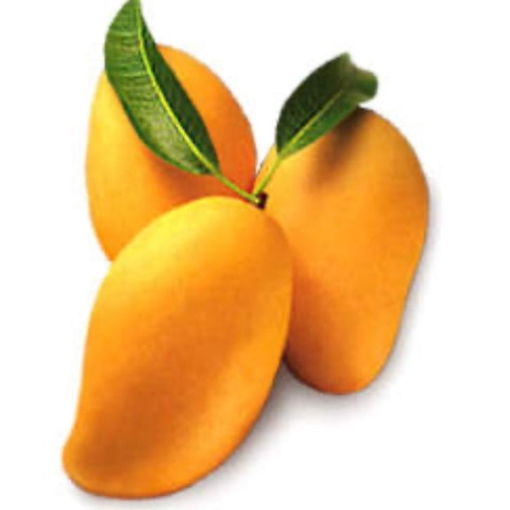 Neelum Dwarf Grafted Mango Tree. 3 Gallon pot. Ship to all states