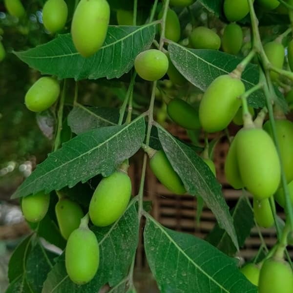 Neem Plant Live, Neem Tree Plant, 2 Feet Tall in Gallon Pot, Live Neem