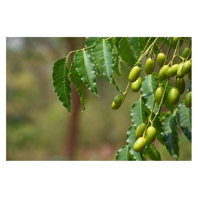 Neem Tree Seeds 10 Seeds Village Pharmacy Tree