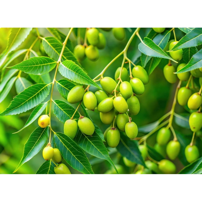 Neem Tree Seeds for Growing (10 Seeds) - Known as Village Pharmacy Tree