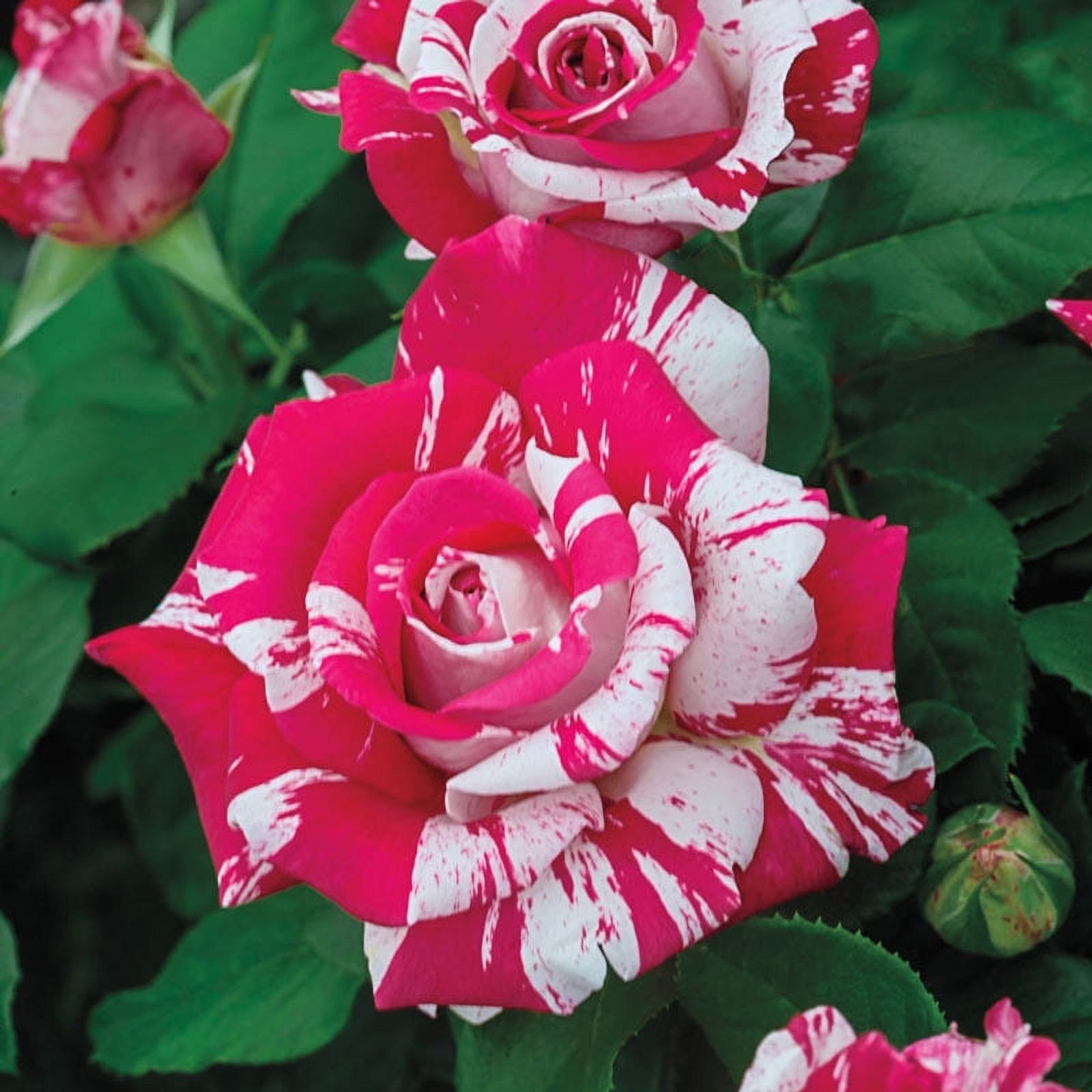 Neil Diamond Hybrid Tea Rose, 3 Gallon Potted Potted Flowering Plant (1-Pack) - image 1 of 3