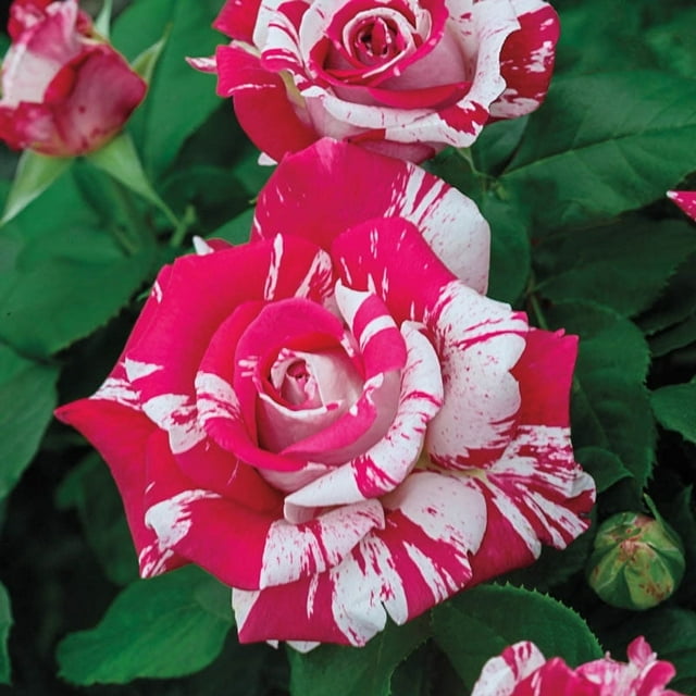 Neil Diamond Hybrid Tea Rose, 3 Gallon Potted Potted Flowering Plant (1-Pack)