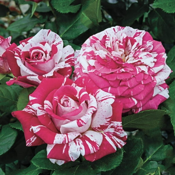 Neil Diamond Hybrid Tea Rose Dormant Bare Root Plant (1-Pack)