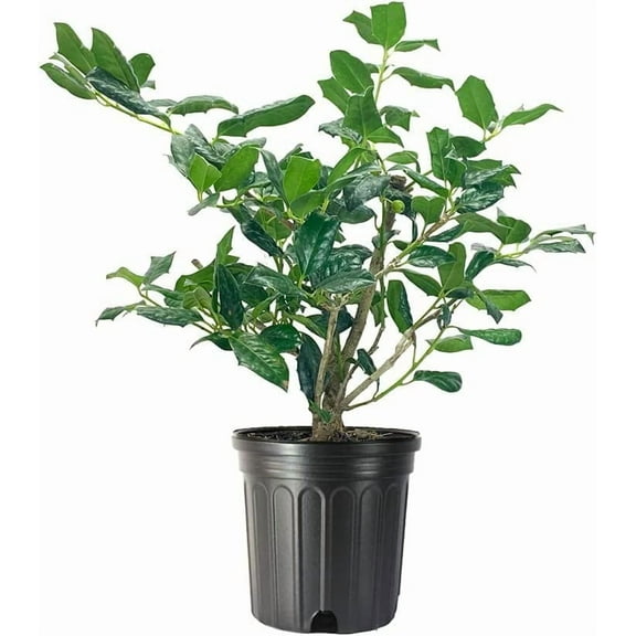 Nellie Holly | 2 Large Gallon Size Plants | Ilex x Nellie R. Stevens | Screening Privacy Hedge, Evergreen Shrub, Fast Growing, Dense Foliage, Year-Round Interest, Low Maintenance, Ornamental Berries