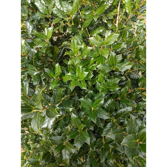 Nellie Holly | 3 Extra Large 3 Gallon Plants | Ilex Nellie R. Stevens | Screening Privacy Hedge, Evergreen Shrub, Fast Growing, Dense Foliage, Year-Round Interest, Low Maintenance, Ornamental Berries