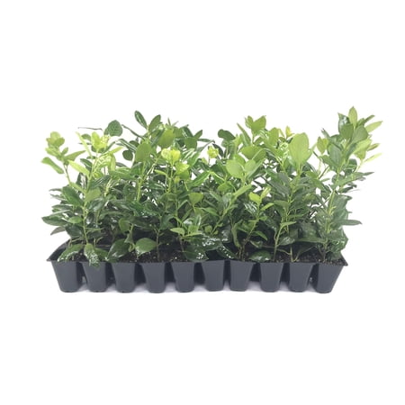 Nellie R. Stevens Holly - 20 Live Plants - Evergreen Privacy Hedge