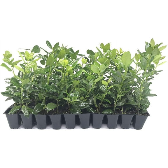 Nellie R. Stevens Holly - 3 Live Trees - Evergreen Privacy Plants