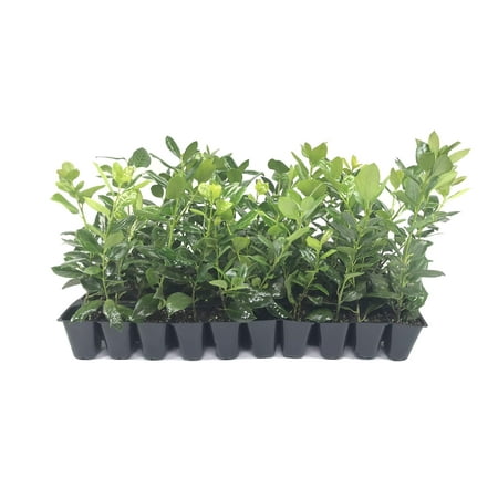 Nellie R. Stevens Holly 40 Live Trees Evergreen Privacy Screening Hedge Plants Ilex