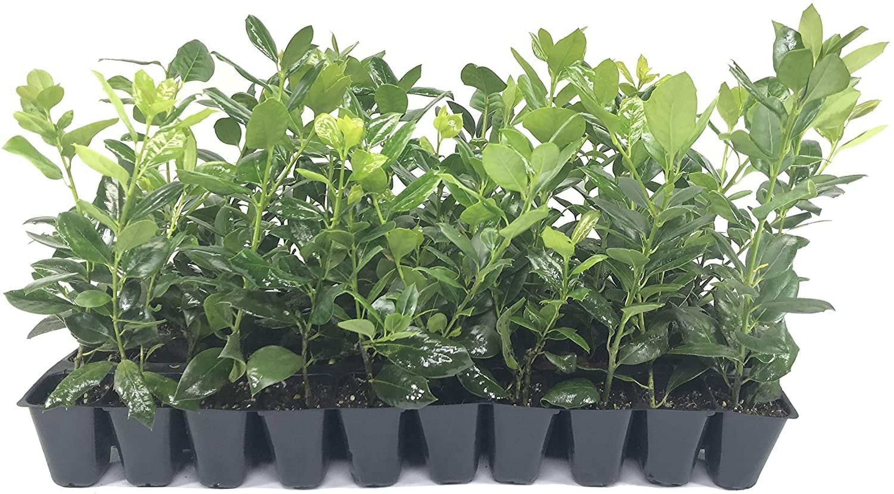 Nellie R. Stevens Holly - 50 Live Plants - Evergreen Privacy Trees