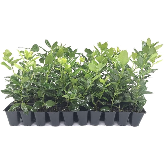 Nellie R. Stevens Holly - 50 Live Plants - Evergreen Privacy Trees