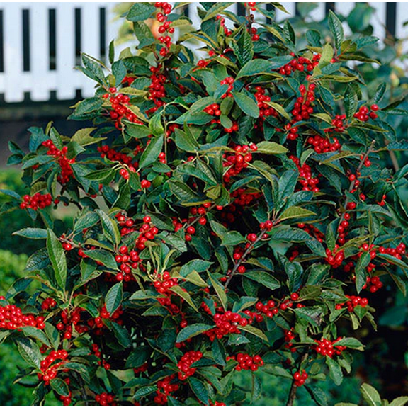 Nellie R Stevens Holly Tree Holly Berries Plant Holly Shrubs Holly lIex Plant 6 to 12 Inch Tall in 2.5 Inch Pot - Dormant in Winter