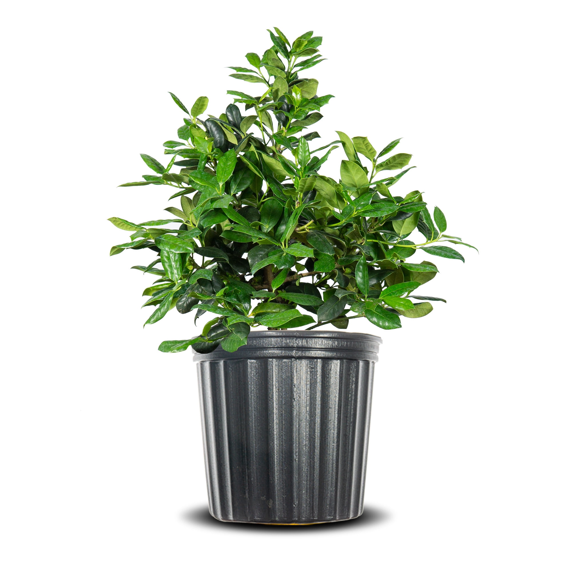 Christmas Jewel Holly - 3 Gallon Pot - Deer-Resistant, Drought-Tolerant, Evergreen Tree - Zone 6-9