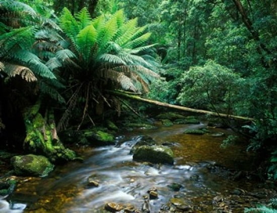 Nelson Creek Franklin Gordon Wild Rivers National Park Tasmania Australia Canvas Art - Rob Tilley DanitaDelimont (18 x 14)