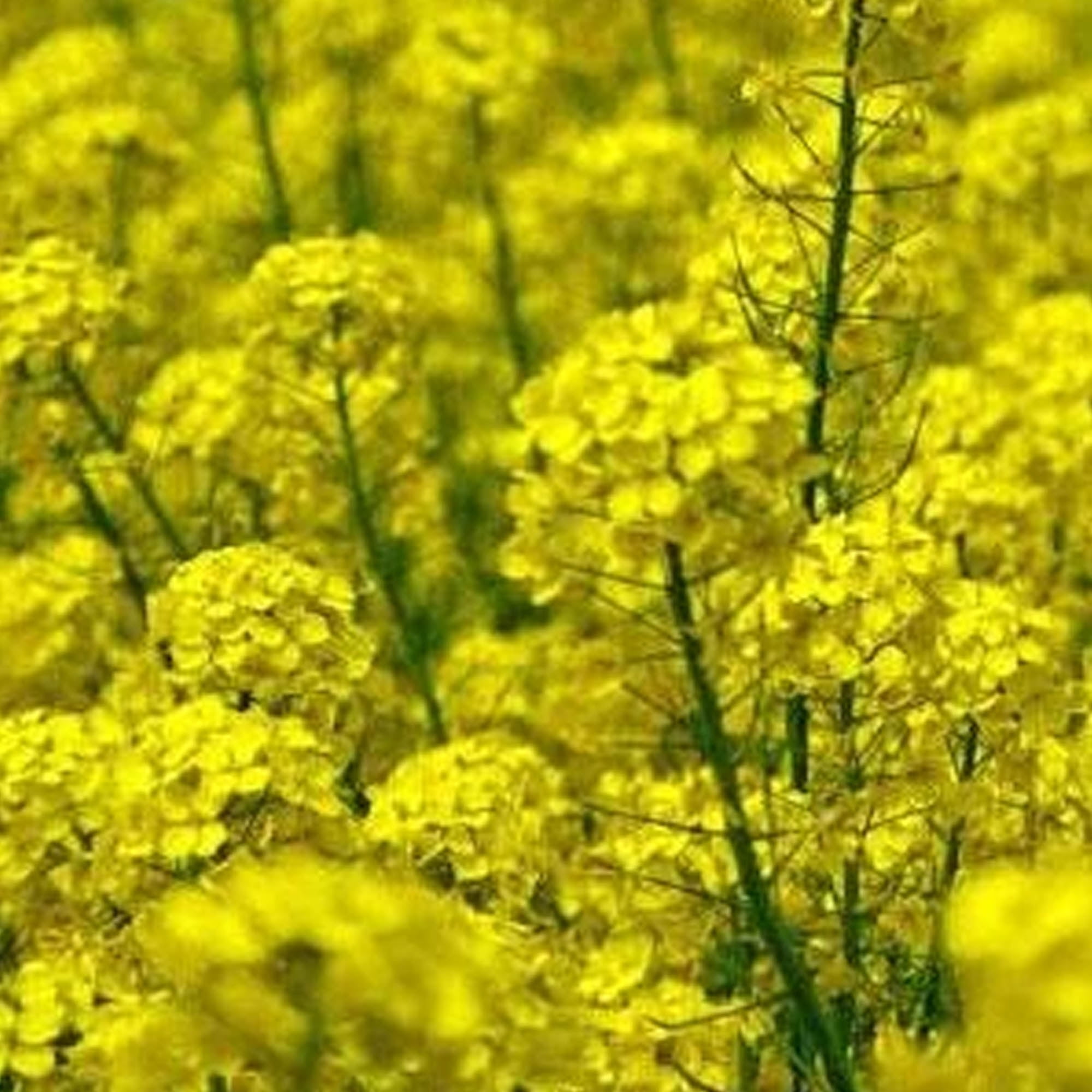 Nemagon Mustard 5 LB Bulk ~1,200,000 Seeds - Non-GMO, Hybrid Farm & Garden Cover Crop Seeds - Root-knot Nematode Control