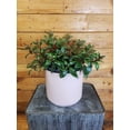 thumbnail image 1 of Nematanthus Goldfish Shady Lady Mae, 6" Plant, The Plant Farm, 1 of 4