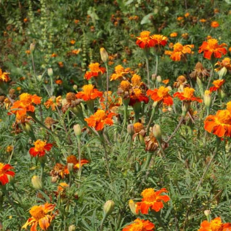Nematode Control Marigold 4 Oz ~24,400 Seeds – Tagetes patula – Non-GMO French Marigold – Natural Pest Repellent Cover Crop – 30–40” Tall – Bright Orange Blooms – Drought & Deer Resistant Annual
