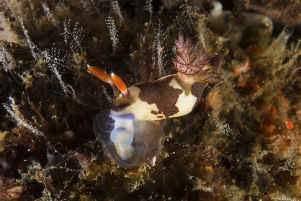 Nembrotha chamberlaini with feeding appendage extended Canvas Art - Mathieu MeurStocktrek Images (17 x 12)